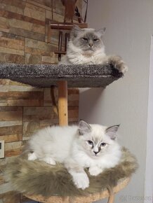 Kocourek Ragdoll ke krytí - 2