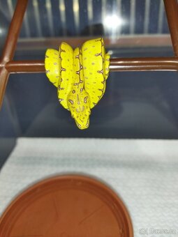 Morelia viridis Lereh - 2