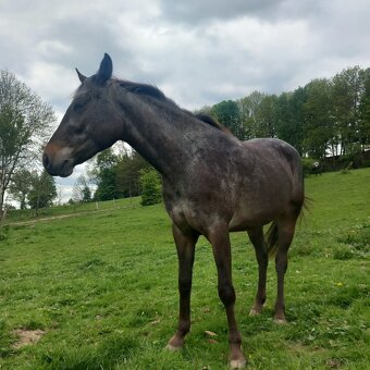 Tříletá klisna Appaloosa - 2