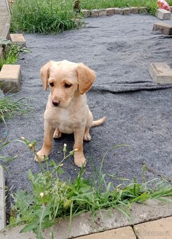 Labradorsky retrivr /retriever - 2