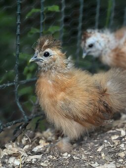 Kuřátka Silkie bantam (zdrobnělé hedvábničky) - 2