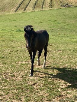 2 letá welsh pony C - 2