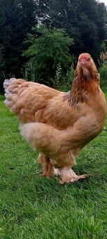 Brahmanka velká - 2