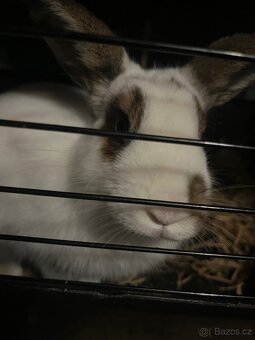 Daruji Králíčka do dobrých rukou - 2