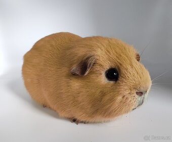 Nabídka morčátek z chovatelské stanice - 2