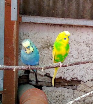 Andulka vlnkovaná - 2