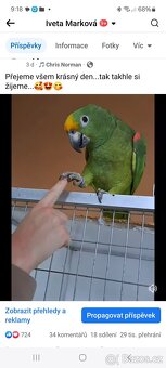 Amazoňan surinamský - 2