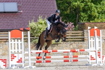 Prodám nadějnou A1/1 klisnu - 2