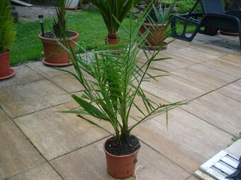 Datlovník kanárský - 2