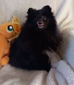 Pomeranian, černá fenečka bez PP. - 2