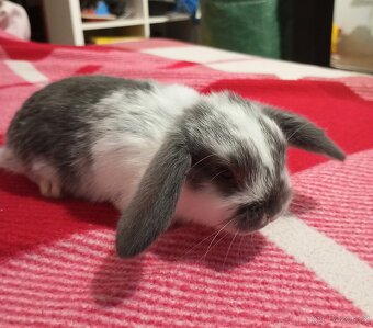 Zakrslý beránek králíček - 2