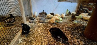 Prodám krepelči vajíčka - 2