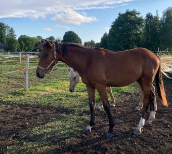 2-lety hřebeček Zangersheide - 2