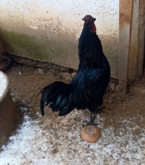 Kohout Ayam Cemani - 2