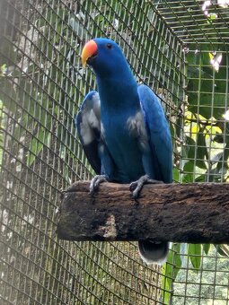 Kúpim eklektus roratus polychloros samca - 2