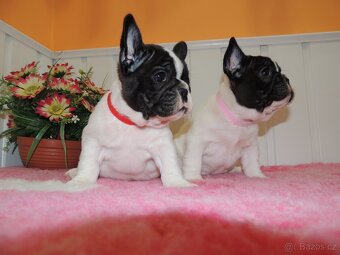 Francouzský buldoček s PP.FCI. - 2