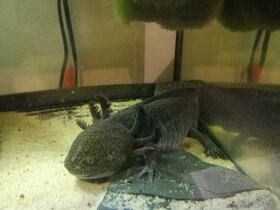 Axolotl Mexický - 2