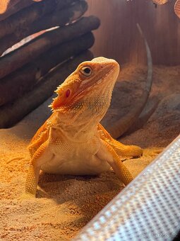 Agama + terrarium - 2