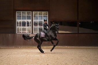 Podsedlova decka Equestrian Stockholm Purple Glimmer DL a VS - 2