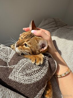 Bengálská kráska 🐾 - 2