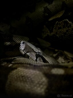 Hroznýš královský - Boa constrictor - 2