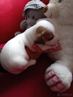 Jack russel teriér - 2