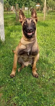 Belgický ovčák Malinois s PP - 2