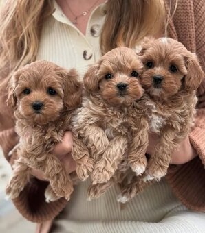 Maltipoo - 2