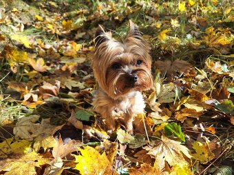 Yorkšírský teriér krytí, připuštění - 2