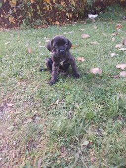 Cane corso - 2