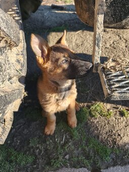 Německý ovčák  bez PP - 2