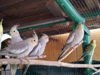 Korela chocholatá - 2