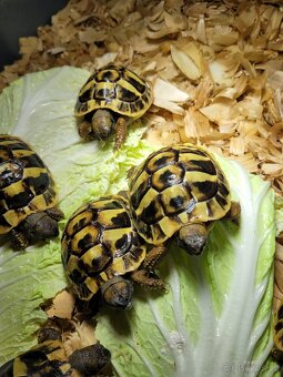 Želva zelenavá - 2