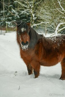 Pronájem shetland pony - 2