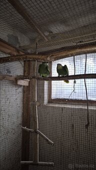 Amazoňan oranžovokřídlý - 2