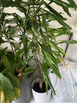 Pokojové rostliny - 2