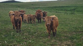 prodám býky - zástav - highland - 2