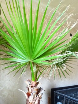 Washingtonia robusta, palmy - 2