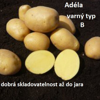 Konzumní a Sadbové brambory - 2