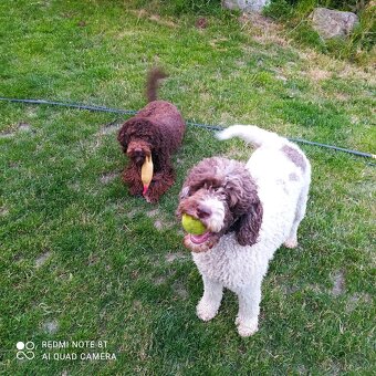 Lagotto romagnolo ( italský vodní pes) - 2