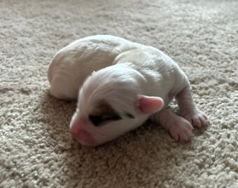 Štěňátko Coton de Tulear - 2