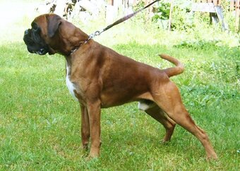 Německý boxer - 2