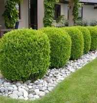 Buxus sazenice - 2