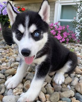 Sibiřský husky štěňátka - 2