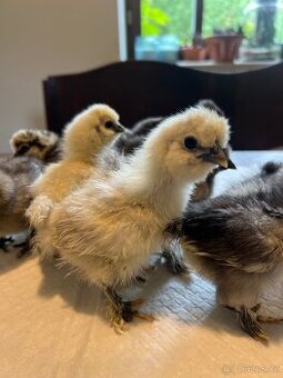 Hedvábnička velká 8-10dní 🐣🐣🐣 - 2