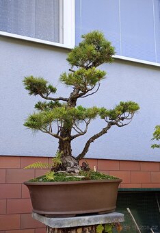 Borovice drobnokvětá bonsai - 2