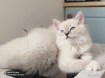 Koťata Ragdoll - 2