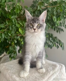 Mainská mývalí kocourky s PP - 2