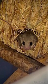 Plch africký - Graphiurus murinus - 2