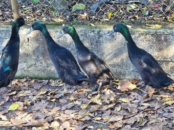 Indický běžec - 2